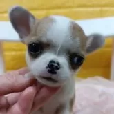 チワワ(スムース)