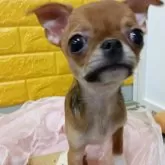 チワワ(スムース)