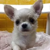 チワワ(ロング)