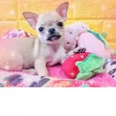 チワワ(スムース)