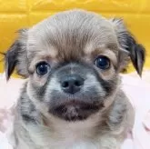 チワワ(ロング)