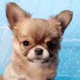 チワワ(ロング)