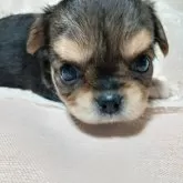 チワワ(ロング)