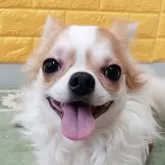 チワワ(ロング)
