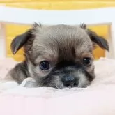 チワワ(ロング)