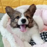 パピヨン
