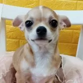 チワワ(スムース)