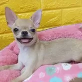 チワワ(スムース)