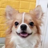 チワワ(ロング)