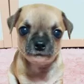 チワワ(スムース)