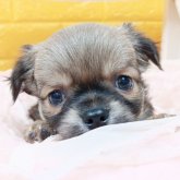 チワワ(ロング)