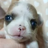 チワワ(スムース)