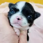 チワワ(ロング)