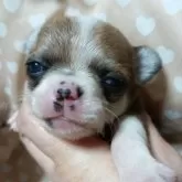 チワワ(スムース)