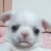 チワワ(スムース)
