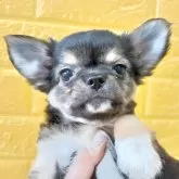 チワワ(ロング)