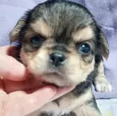 チワワ(ロング)