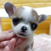 チワワ(スムース)