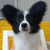 パピヨン
