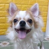 チワワ(ロング)