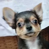 チワワ(ロング)