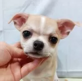 チワワ(スムース)