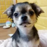 チワワ(ロング)