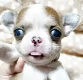 チワワ(スムース)