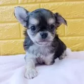 チワワ(ロング)【千葉県・男の子・2025年10月9日・トライカラー✨️】の写真2