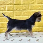 チワワ(ロング)【千葉県・男の子・2025年7月22日・大変、珍しいトライカラー★】の写真4「パーフェクトボディ♡大変、綺麗な骨格構成です♡」