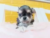 チワワ(ロング)【千葉県・男の子・2025年10月9日・トライカラー✨️】の写真4