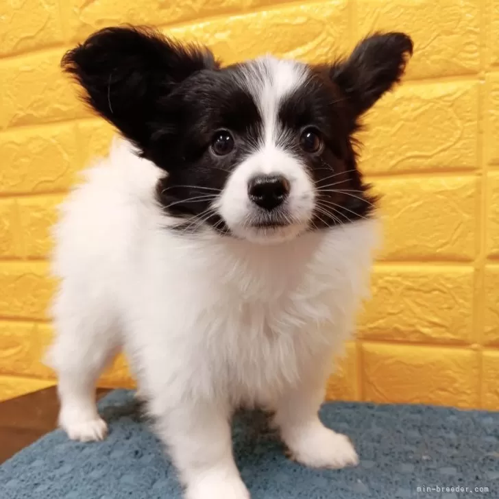 パピヨン【千葉県・男の子・2025年3月4日・白黒】の写真5