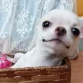 チワワ(スムース)【千葉県・女の子・2025年6月15日・クリーム】の写真8