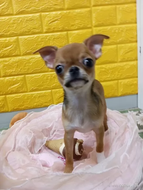 チワワ(スムース)【千葉県・男の子・2025年2月28日・レッド★】の写真4「僕と遊んでね♡」