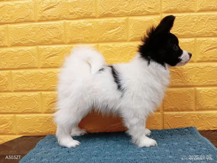 パピヨン【千葉県・男の子・2025年3月4日・白黒】の写真9「パーフェクト✨️に素敵なボディです✨」