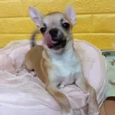 チワワ(スムース)【千葉県・男の子・2025年6月15日・フォーンセーブ★★】の写真9