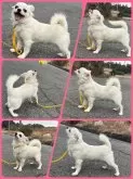 チワワ(ロング)【千葉県・男の子・2024年3月18日・ホワイトクリーム⭐️】の写真7「お散歩も飼い主も大好き♡お顔だけてなくスタイルも健康状態もパーフェクト✨️」
