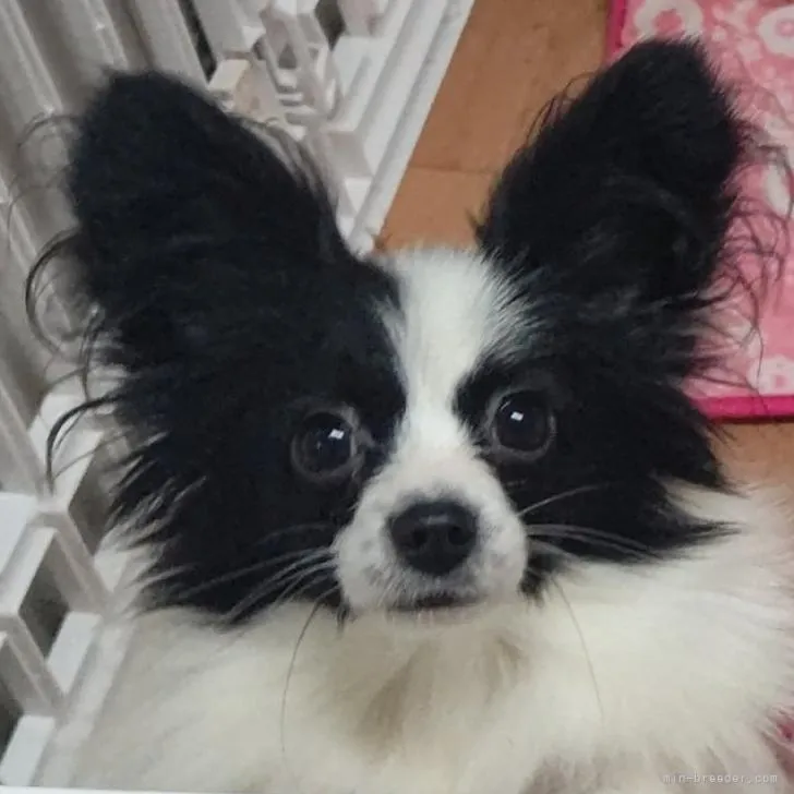 ID:2208-04721の子犬