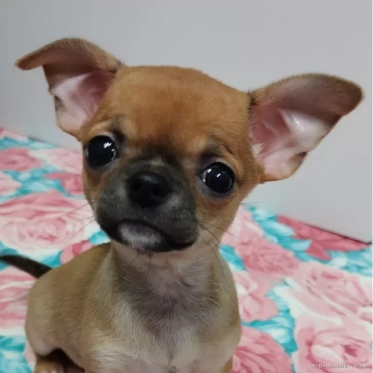ID:2405-00017の子犬