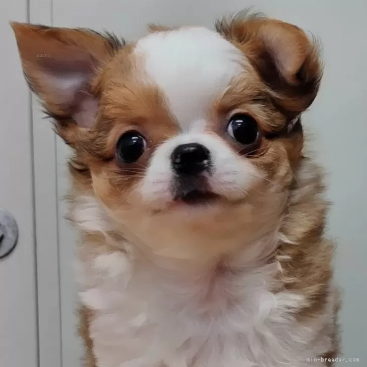 ID:2403-03103の子犬