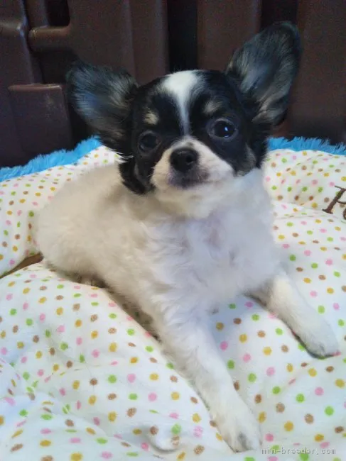 ID:1612-00053の子犬