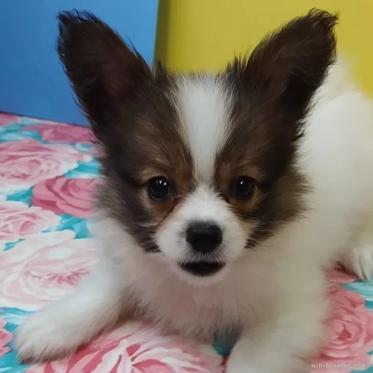 ID:2404-05610の子犬