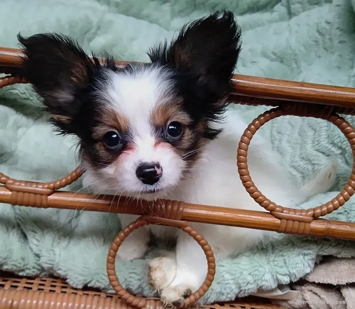 ID:2112-01696の子犬