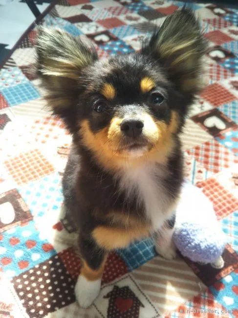 ID:1801-01217の子犬