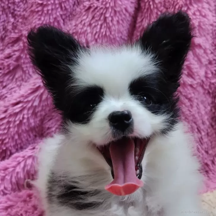 ID:2405-04457の子犬