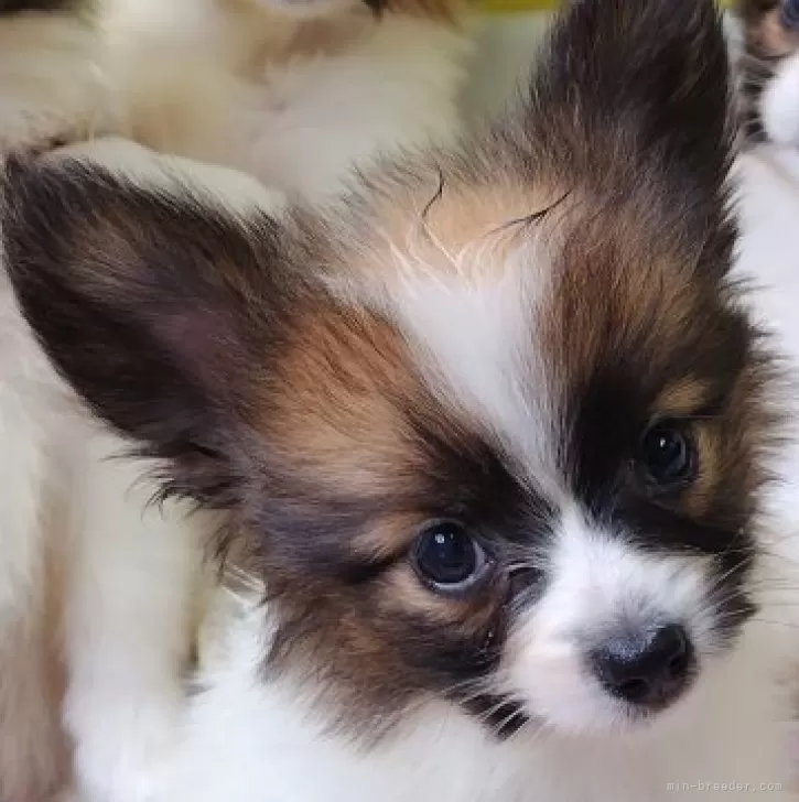 ID:2405-04607の子犬