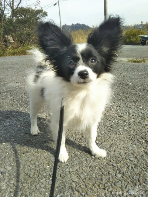 ID:1710-01969の子犬