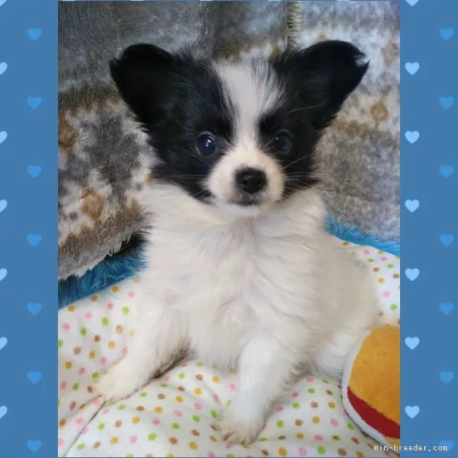 ID:1801-00867の子犬