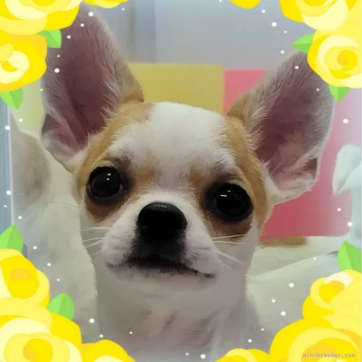 ヒデさん 様のお迎えした子犬