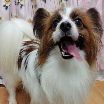 パピヨン【千葉県・男の子・2022年11月16日・レッドセーブル】の写真「⭐みんぶり限定価格⭐美少年福君」